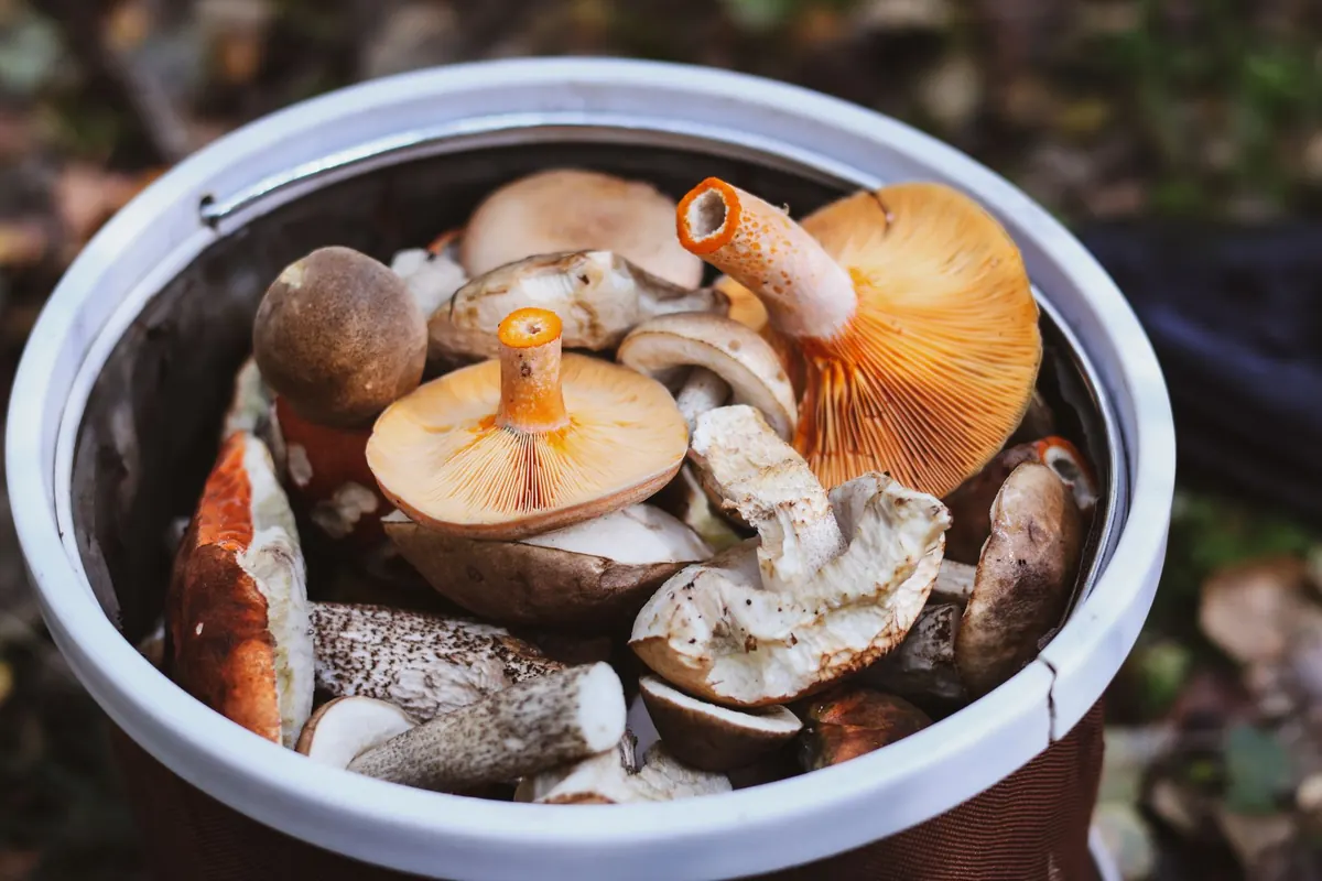 Seasonal Foraging on the Mersey: What to Find and Avoid